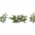 Ornamental Decorative Plant Arrangement with Green and Colorful Foliage Leaves Design