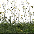 Beautiful Yellow Flowers and Plants with Slender Stems and Lush Green Leaves Against Black Background