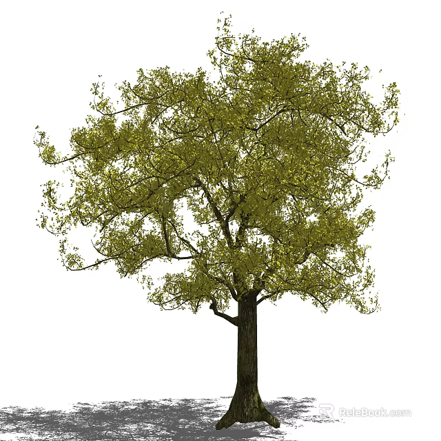 Tall Arbor With Lush Green Foliage And Sturdy Dark Brown Trunk 3d model 