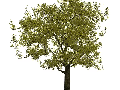 Tall Arbor With Lush Green Foliage And Sturdy Dark Brown Trunk 3d model