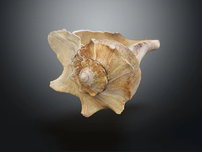 Close Up View Of Natural Spiral Conch Shell With Brown Textured Surface And Curved Edges 3d model