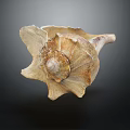 Close Up View Of Natural Spiral Conch Shell With Brown Textured Surface And Curved Edges