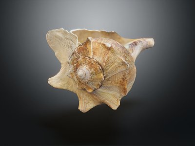 Modern Conch Marine Animals 3d model