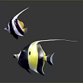 Two Vibrant Striped Fish With Long Fins Featuring Yellow Black And White Patterns