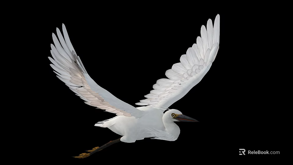 White Egret Flying With Spread Wings White Feathers And Black Beak Against Black Background 3d model 