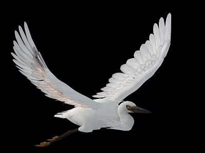White Egret Flying With Spread Wings White Feathers And Black Beak Against Black Background 3d model