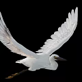White Egret Flying With Spread Wings White Feathers And Black Beak Against Black Background