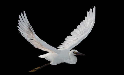 Modern Egret 3d model