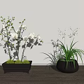 Bonsai Potted Plants Featuring White Orchid Slender Leaves In Square Gray And Round Woven Pots