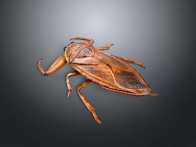 Giant Brown Water Bug With Large Forelegs And Wings On Gray Background 3d model