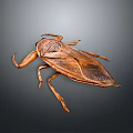 Giant Brown Water Bug With Large Forelegs And Wings On Gray Background