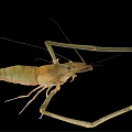 Freshwater Shrimp With Long Antennae And Detailed Body Structure Isolated On Black Background