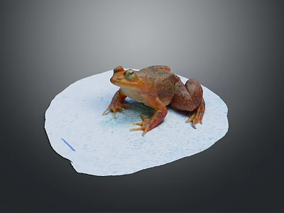 Brown Frog With Large Eyes On White Paper Against Gray Background 3d model