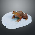 Brown Frog With Large Eyes On White Paper Against Gray Background