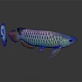 Colorful Arowana Fish with Vibrant Scales Shiny Fins Large and Small on White Background