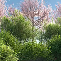Lush Green Shrubs In Garden Landscape With Pink Flowering Trees And Blue Sky