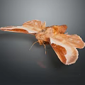 Brown Moth With White And Brown Patterned Wings On Dark Background 3d model