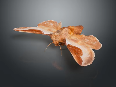 Brown Moth With White And Brown Patterned Wings On Dark Background 3d model