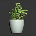 Fresh Green Potted Plant with Lush Leaves in White Ceramic Pot for Indoor Decor