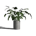 Lush Green Bonsai Potted Plant With Broad Leaves In Cement Pot