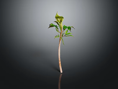 Green Plant With Slender Stem And Several Green Leaves On Gray Background With Reflection 3d model