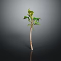 Green Plant With Slender Stem And Several Green Leaves On Gray Background With Reflection