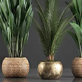 Indoor Potted Plants with Lush Green Leaves in Wicker and Golden Pots