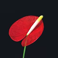 Vibrant Red Flower with White Yellow Spadix and Green Stem Against Black Background