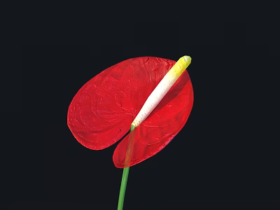 Vibrant Red Flower with White Yellow Spadix and Green Stem Against Black Background 3d model