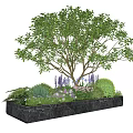 Elegant Plant Combination With Large Tree Purple Pink Flowers Green Shrubs In Black Marble Planter