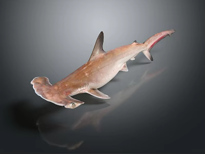 Hammerhead Shark 3D Rendering in Brown Color on Gray Background with Reflection 3d model