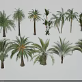 Exotic Arbor Trees Collection With Various Species And Lush Green Foliage On White Background