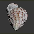 Pink And White Sea Snail Shell With Bumpy Ridges On Dark Background Showing Reflection 3d model