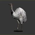 Realistic Ostrich Bird Specimen Standing On Dark Background With Detailed Plumage