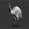 Ostrich spider bird bird bird bird animal game animal cartoon animal animal 3d model