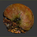 Detailed View of Rotten Apple with Moldy Spots and Decayed Flesh on Dark Background