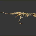 Detailed Dinosaur Skeleton Standing On Gray Gradient Background With Reflection Below