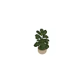 Fiddle Leaf Fig Decorative Plant with Large Green Leaves in Concrete Pot for Indoor Ornament