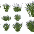 Various Blue Purple Flower Bushes With Vibrant Green Leaves And Natural Growth