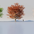 High Precision Four Seasons Plant Broadleaf Tree Snow Tree Autumn Tree Broadleaf Tree Maple 3d model