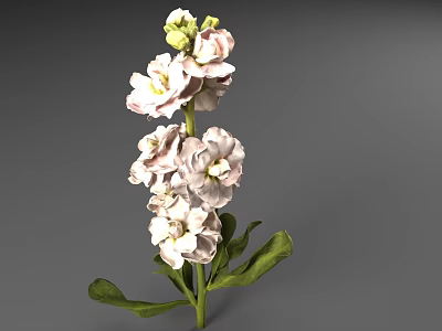 Beautiful Pink And White Clustered Flowers With Green Leaves On Upright Stem 3d model