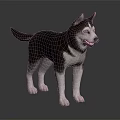 Black and White Husky Dog Standing on Smooth Black Surface with Gray Gradient Background 3d model