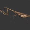 Flying Brown Mantis in Predatory Stance with Detailed Wings and Legs on Dark Background