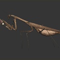 Modern mantis knife-winged insect 3d model