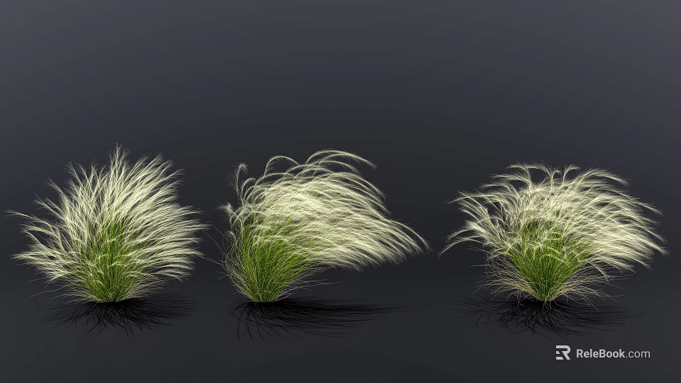 Three Clumps of White and Green Feathery Ornamental Grass on Black Background 3d model 