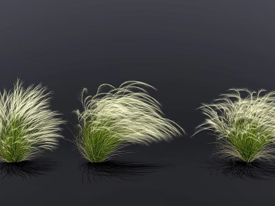 Three Clumps of White and Green Feathery Ornamental Grass on Black Background 3d model
