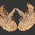 Anatomical Organ Model With Hair Like Textured Surface And Orange Color