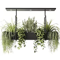 Modern Indoor Hanging Planter with Metal Frame Various Green Plants Ferns Trailing Vines