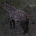 Wild Reptile Animal In Natural Grassland Habitat With Brown Skin And Strong Legs