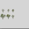Arbor Varieties Featuring Different Green Foliage Shapes And Natural Trunks 3d model